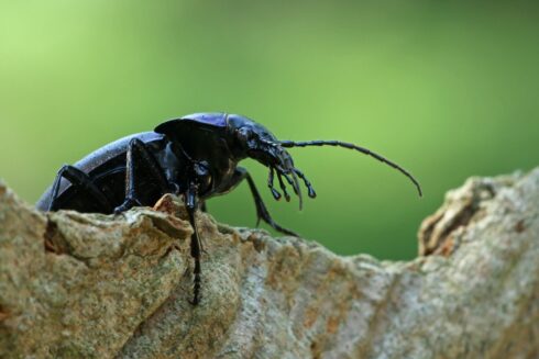 Violettrandiger Laufkäfer Carabus violaceus