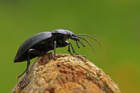 Violettrandiger Laufkäfer Carabus violaceus