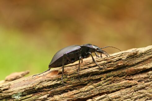 Violettrandiger Laufkäfer Carabus violaceus