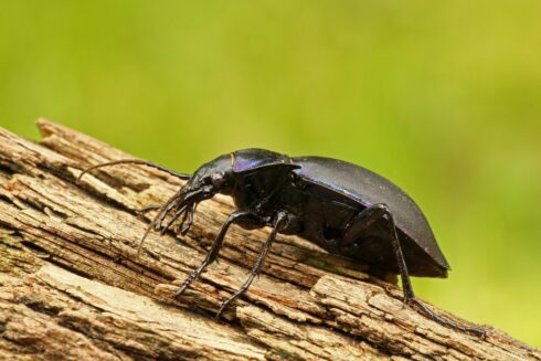 Violettrandiger Laufkäfer Carabus violaceus