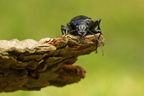 Violettrandiger Laufkäfer Carabus violaceus