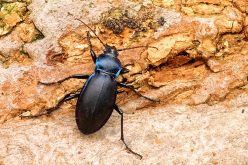 Violettrandiger Laufkäfer Carabus violaceus