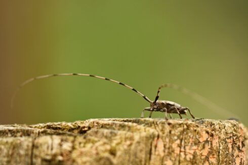 Zimmermannsbock Acanthocinus aedilis