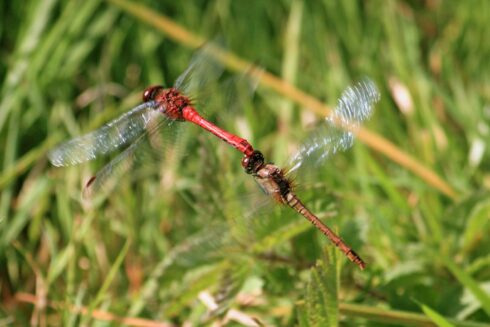 Blutrote Heidelibelle - Sympetrum sanguineum Pärchen