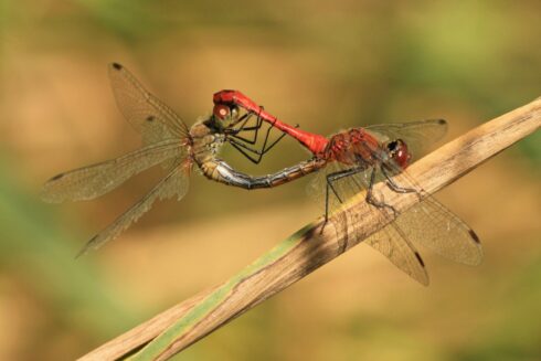 Blutrote Heidelibelle - Sympetrum sanguineum Pärchen