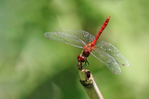 Feuerlibelle Crocothemis erythraea