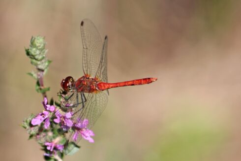 Feuerlibelle Crocothemis erythraea
