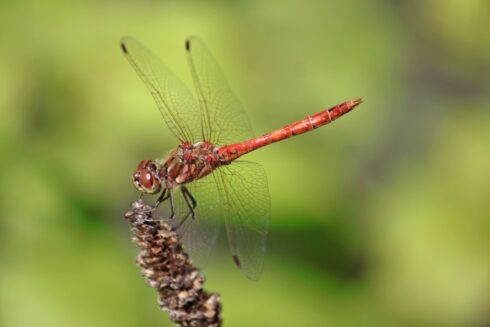 Feuerlibelle Crocothemis erythraea
