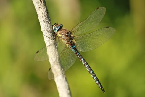 Herbst-Mosaikjungfer- Aeshna mixta