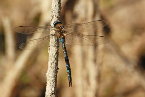 Herbst-Mosaikjungfer- Aeshna mixta