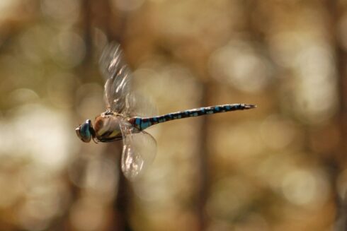 Herbst-Mosaikjungfer- Aeshna mixta