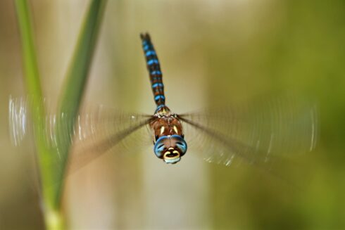Herbst-Mosaikjungfer- Aeshna mixta