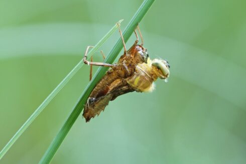 Libellen Metamorphose
