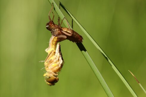Libellen Metamorphose