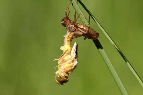 Libellen Metamorphose
