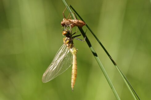 Libellen Metamorphose