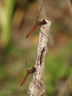 Feuerlibelle Crocothemis erythraea