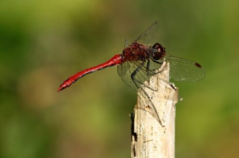 Feuerlibelle Crocothemis erythraea