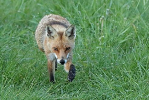 Rotfuchs Vulpes vulpes