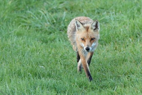 Rotfuchs Vulpes vulpes