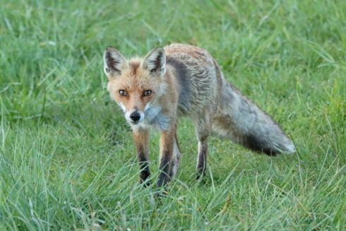 Rotfuchs Vulpes vulpes