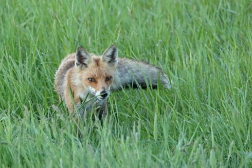 Rotfuchs Vulpes vulpes