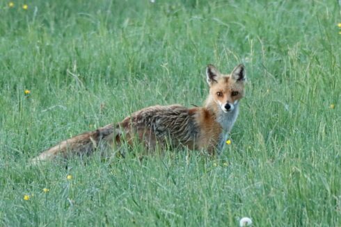 Rotfuchs Vulpes vulpes