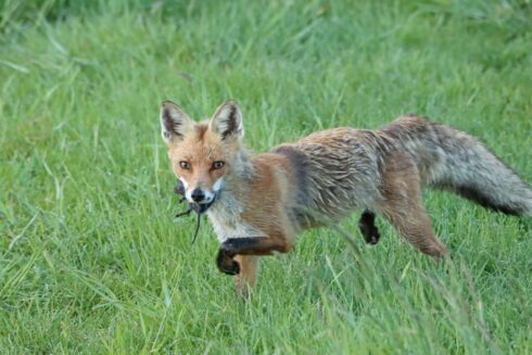 Rotfuchs Vulpes vulpes