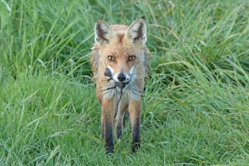 Rotfuchs Vulpes vulpes