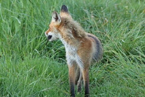 Rotfuchs Vulpes vulpes