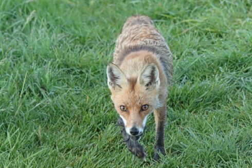 Rotfuchs Vulpes vulpes