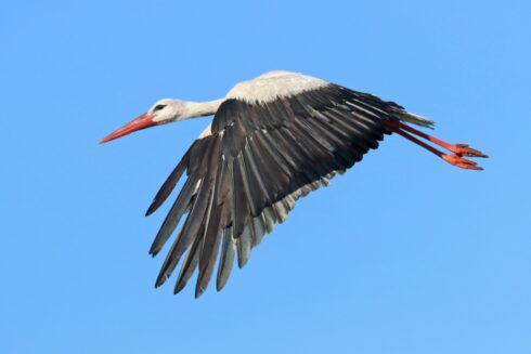 Weißstorch Ciconia ciconia